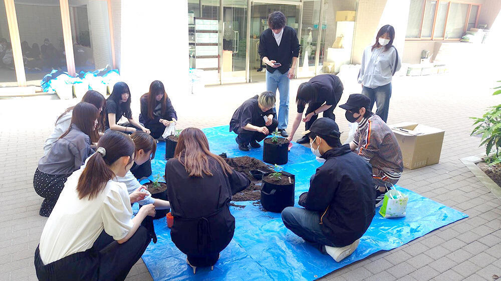 新宿キャンパス内での内藤とうがらし栽培活動