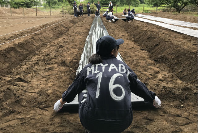 子ども学科の3年生が岩槻キャンパスの畑で芋の苗付けをするため畝に黒いビニールを張りました。