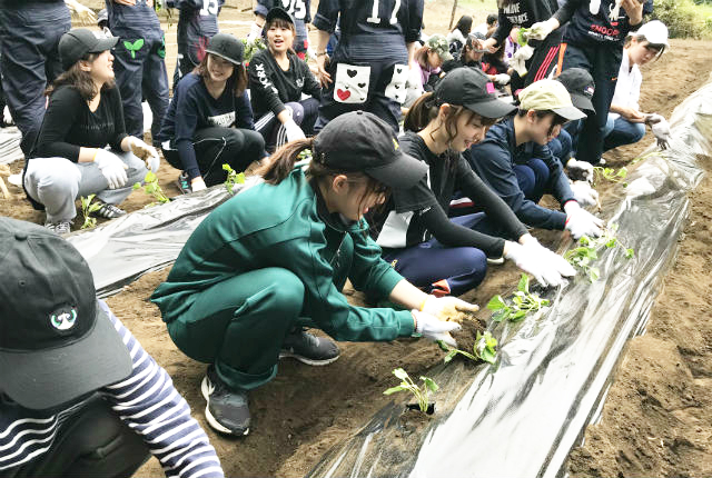 子ども学科「子どもと自然」を履修する学生が岩槻キャンパスの畑で芋の苗付けを行いました。