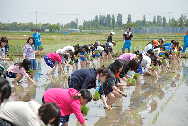 田植え