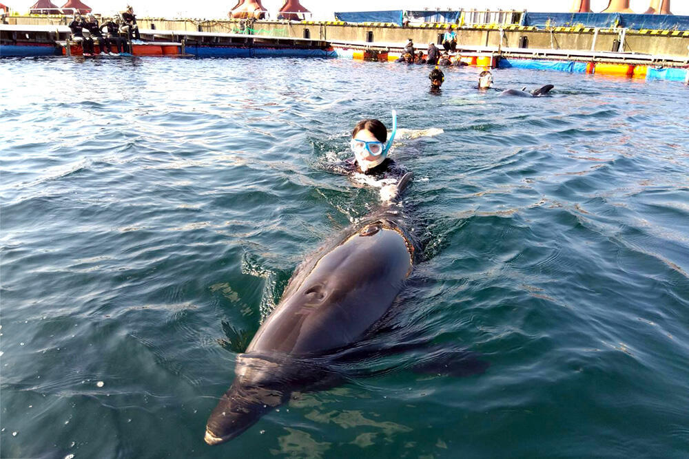 イルカと泳ぐ体験中